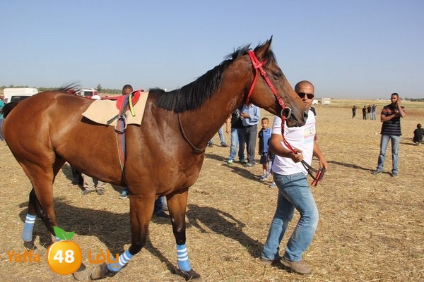 horse race 0602 (75).JPG